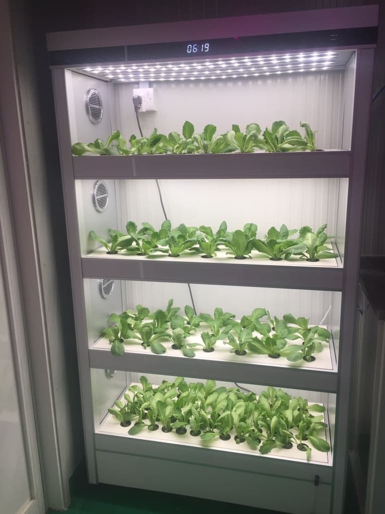 Indoor vertical lettuce growing tower with LED grow lights